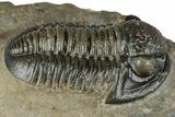 Detailed Gerastos Trilobite Fossil - Morocco #351279-2